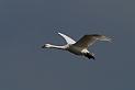 Bewick's swan flying - F